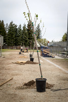 18 (4-5) Cole Elem Tree Planting