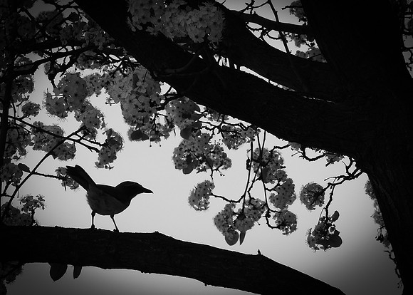 Sean Cervantes - 2015 CHS Graduate