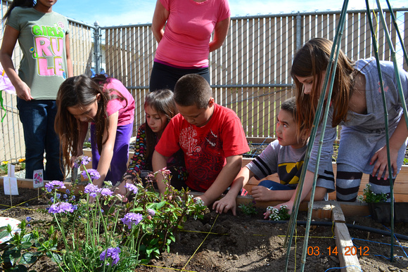 District - Valley Oak garden